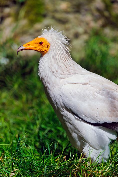 Egyptian Vulture In The Grass Now I Start A Series Of Pict Flickr