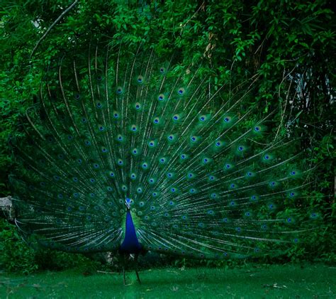 Extraordinary Collection Of Over 999 Peacock Images In Full 4k Resolution