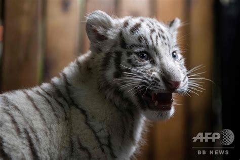 三つ子のホワイトタイガーの赤ちゃん、動物園で公開 中国・昆明 写真14枚 国際ニュース：afpbb News