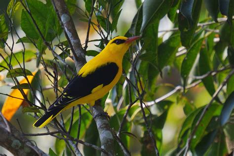 Golden Oriole Found Usually High Up In The Canopies These Flickr