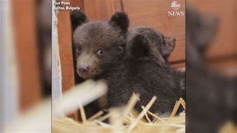 Trio of bear cubs rescued Video - ABC News