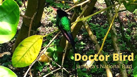 Doctor Bird Jamaicas National Bird With Irie Holiday Tours Youtube