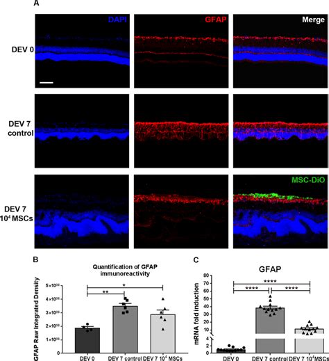 A Representative Images Of Retinal Explant Cryosections Cocultured With