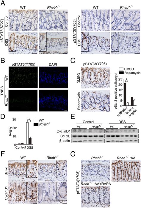 Stat3 Activity Is Inhibited In MTORC1 Deficient Mice During