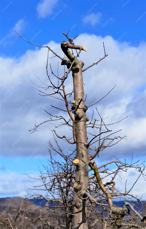 Premium Photo Pruned Apple Tree