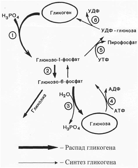 Распад гликогена (глюкогенез)