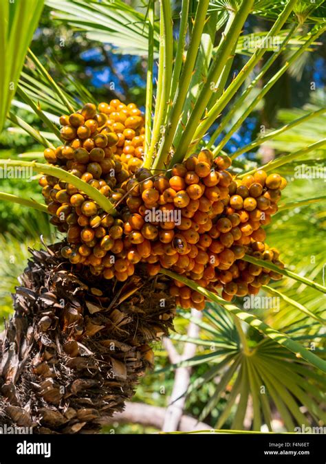 Palmeras Canarias Phoenix Canariensis Con Frutas Fotograf A De Stock