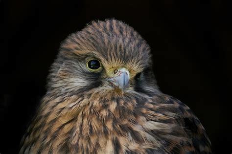 Premium Photo Common Kestrel Falco Tinnunculus Juvenile