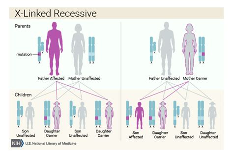 Glycogen Storage Disease Type IX MedlinePlus Genetics