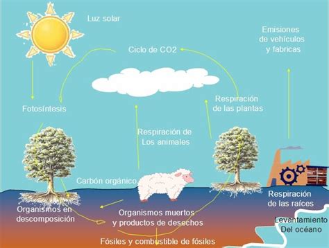 Ciclos De La Naturaleza Ciclo Del Carbono