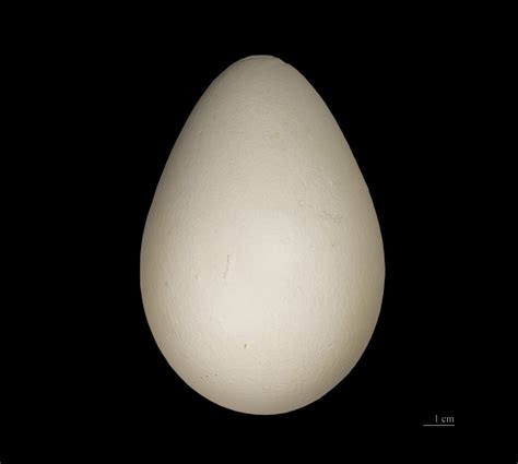 Image - King Penguin Egg.jpg - Animal Database