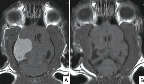 Seizures/epilepsy in cats | International Cat Care