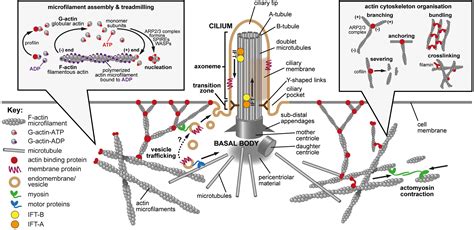 Frontiers Primary Cilia Ciliogenesis And The Actin Cytoskeleton A