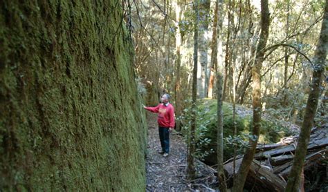 Watagans National Park Nsw National Parks