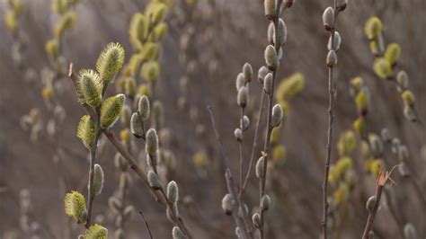 Pussy Willow On A Branch Image Free Stock Photo Public Domain Photo CC Images