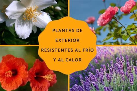 Descubre Las Fascinantes Plantas Perennes Para Embellecer Tu Jard N