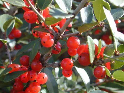 9 Evergreen Trees To Grow In Texas For Green Year Round