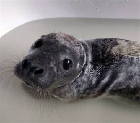 Meet Tarragon, a grey seal pup at Seal Rescue Ireland : r/ireland