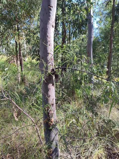 Wombat Berry From Carnarvon Au Ql Bh Au Ql Au On April At