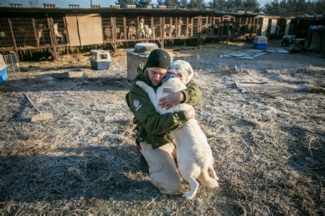 South Korea Dog Meat Farm Rescue - Dogs Today Magazine