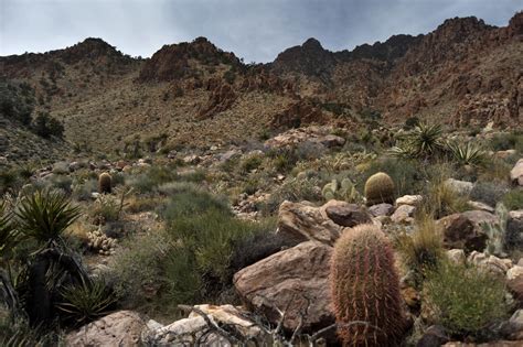 Up The Road: Mojave Desert National Preserve | NSPR