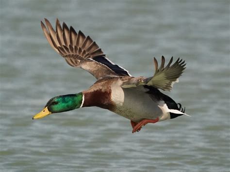 Can Ducks Fly