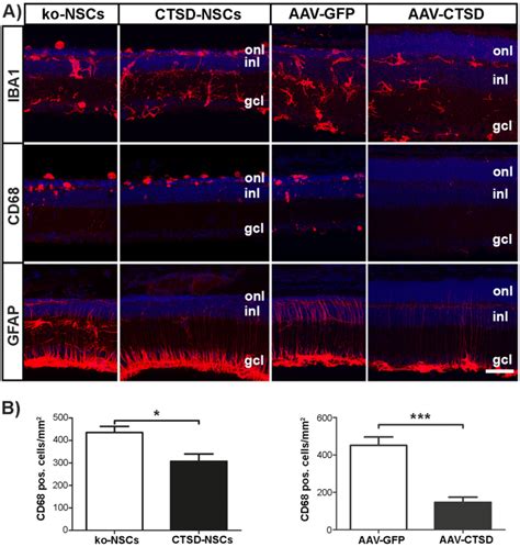 Attenuation Of Reactive Microgliosis And Astrogliosis In Ctsd Ko