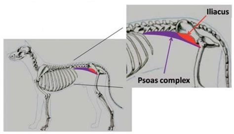 Iliopsoas Muscle Dog