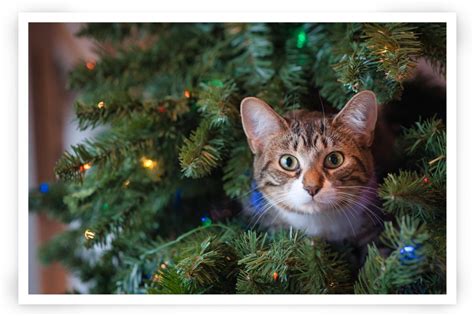 9 Christmas Card Ideas For You And Your Cat Truly Engaging