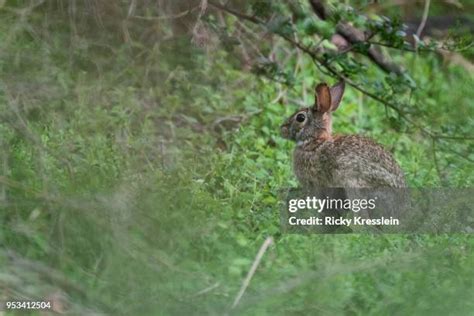 336 Eastern Cottontail Stock Photos High Res Pictures And Images