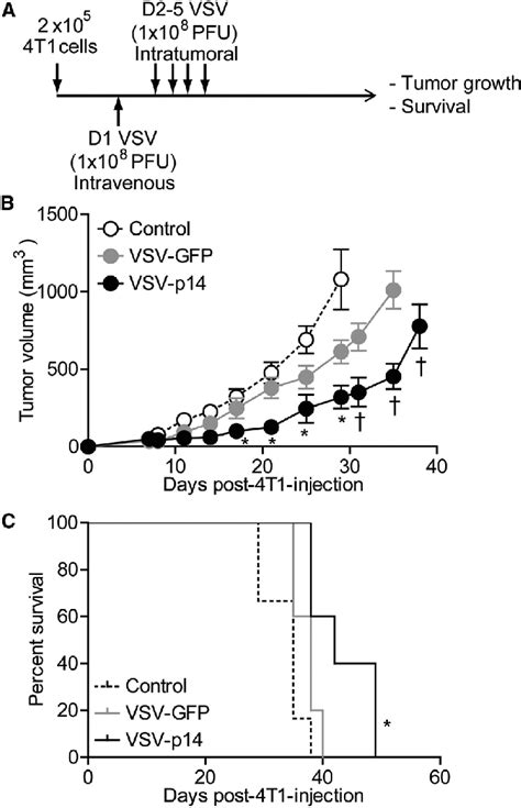 VSV P14 Slows Growth Of Primary Mammary Tumors And Improves Survival