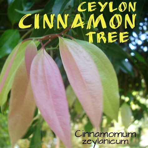 Polynesian Produce Stand Ceylon Cinnamon Spice Tree Cinnamomum