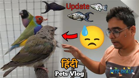 Isne Mujhe Thaka Diya😥😓😰 Pets Vlog Hindi Petsshala Petsvlog