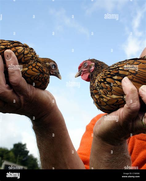 Male And Female Gold Sebright Bantams Stock Photo Alamy