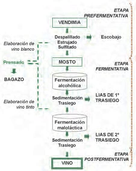 Esquema Seguido Para La Elaboraci N De Vino Tinto Y Vino Blanco As