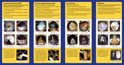 Diagnosis Of Common Honey Bee Brood Diseases The Management Agency