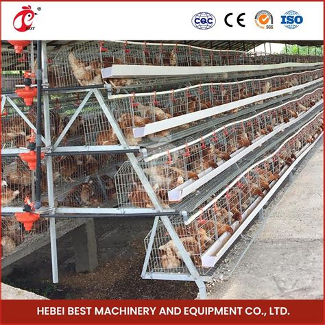 Bestchickencage Ordinary Type Layer Cage China Blue Chicken Layer Coop