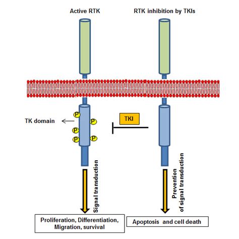 Ijms Free Full Text Small Molecule Inhibitors Of The Receptor