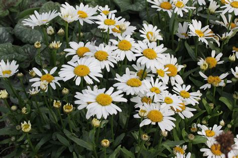 Dwarf Snow Lady Leucanthemum Superbum Dwarf Snow