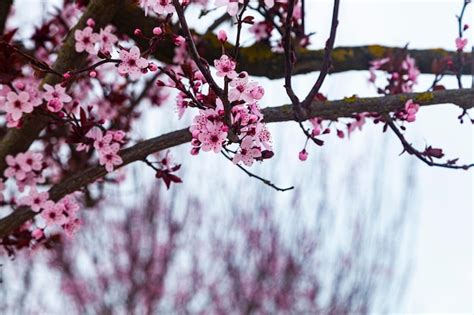 Árvore De Sakura Florescendo Flores Cor De Rosa Da Primavera Foto