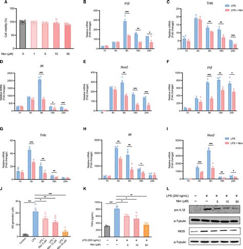 Frontiers Norbergenin Prevents Lps Induced Inflammatory Responses In