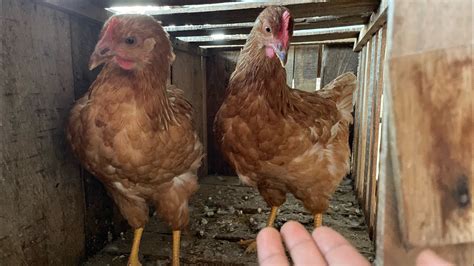 Gallinas ponedoras de 6 meses aún no rompen postura YouTube