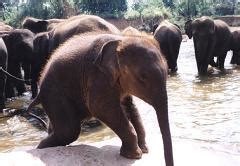 Why Do Elephants Have Trunks Zippy Facts