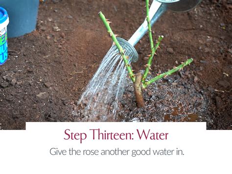 Planting A Bare Root Bush Rose