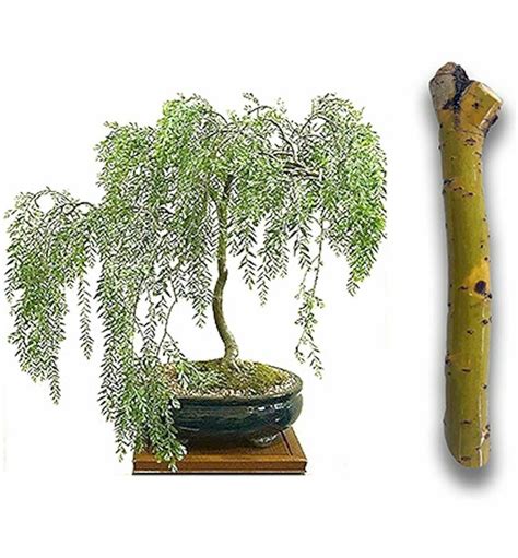 How To Start A Weeping Willow Tree From A Cutting At Amelie Samantha Blog