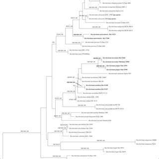 Figure Phylogeny Of Steccherinum Generated By Maximum Likelihood Ml