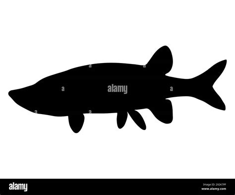 Northern Pike Fish Silhouette Vector Art Stock Vector Image Art Alamy