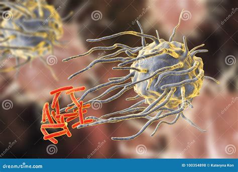 吞噬结核病细菌的巨噬细胞 库存例证 插画 包括有 免疫 特写镜头 病症 巨噬细胞 宏指令 流行病 100354898