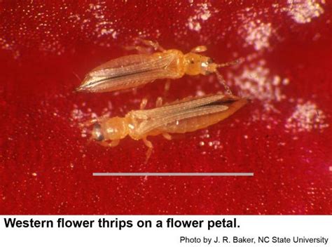 Western Flower Thrips Life Cycle Best Flower Site