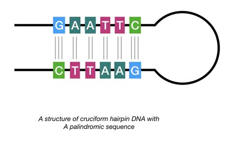 What Is A Palindromic Dna Sequence Genetic Education